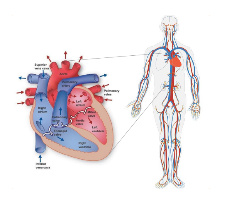 Understanding chronic heart failure